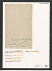 Synedra pulchella var. smithii (Ralfs). V. H. (de-Toni-Nr.: Genus 66, Species 2582) Zeichnungen Sammlung Grunow (NHMW-BOT-W0373490)